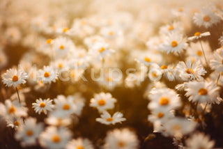 Daisy Field Digital Backdrop, Photo Background, Photo editing, Floral backdrop, Photography backdrop, Instant download, Summer Backdrop