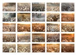 Cotton Field Digital Backdrop: Nature Photography Background (Digital Download)