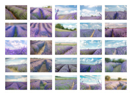 Lavender Fields Digital Backdrop Bundle, Purple Flowers, Spring Digital backdrop, Summer, Photoshop, Summer Photography Composite, Maternity