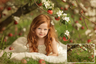 Apple tree blossom white branch backdrops, Blur Photo for Photographers, falling petals, Cherry Blossom, Spring Background, Floral Backdrop
