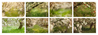 Apple tree blossom white branch backdrops, Blur Photo for Photographers, falling petals, Cherry Blossom, Spring Background, Floral Backdrop