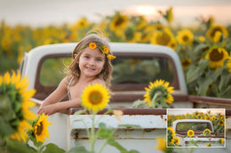 Sunflower Digital Photography Backdrops Set, Vintage Truck Digital Background, Summer Holiday Backdrop, Photo Editing, Rustic, Farm, Field
