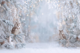 White Studio Christmas Digital Backdrop, Winter Wonderland Background, Owls, Woodland Baby Holiday Kids Prop, Photoshop & Canva Template