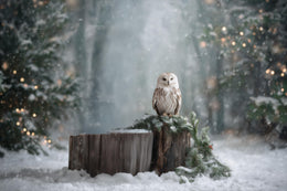 Fantasy Forest Digital Backdrop, Winter Wonderland Photo Background, Woodland Creatures, Owl, Christmas Portrait Prop, Photoshop Template