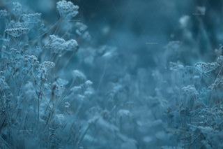 Winter Wonderland Digital Backdrop, Wildflower Field Background, Frozen Princess, Holiday Kids Portrait Prop, Photoshop & Canva Template