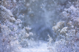 Winter Wildflower Meadow With Purple Flowers Digital Backdrop, Frozen Field Photo Background, Christmas Kid Prop, Photoshop & Canva Template